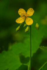 Greater Celandine, yellow wild flowers, close up. Chelidonium majus is poisonous, flowering, medicinal plant   macro.