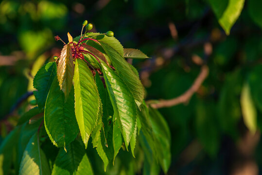 Unripe green cherries ripen on the tree in spring, shallow depth of field, green leafs background. branch sunset.