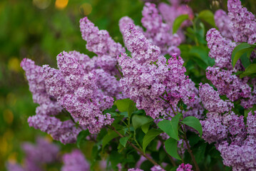 Syringa vulgaris, the lilac or common lilac Blooming purple flowers green background, close up branch Bouquet  garden beautiful wallpaper delicate PARFUMS Selective focus cluster smell copy space.