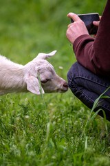 goat kid smells  pants and a man filming with his phone in the green grass Close-up baby  summer meadow.