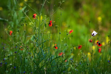 Fototapeta premium Beautiful field of red poppies in the sunset light poppy wild small flower meadow floral background, sunset Amazing Landscape selective focus Opium Natural drugs countryside summer green Romantic.