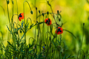 Beautiful field of red poppies in the sunset light poppy wild small flower meadow floral background, sunset  Amazing Landscape selective focus Opium Natural drugs countryside summer green Romantic.