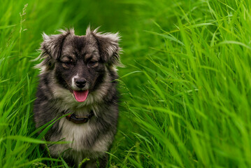 karst shepherd dog in Tall green grass australian portrait outdoors Purebred meadow standing tongue...