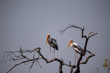 blue heron