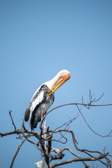 pelican on branch