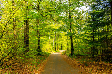 Fototapeta premium Erste Schritte auf dem Rennsteig zwischen Hörschel und Blankenstein im schönen Frühling - Thüringen - Deutschland