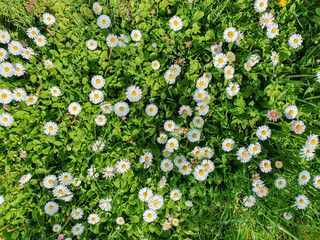 surface of green grass with daisies seen from above