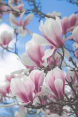 blossoming tree in spring on a sunny day