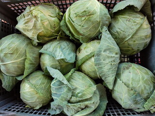 Fototapeta na wymiar Big young fresh cabbage. White and green cabbage in a plastic container box.