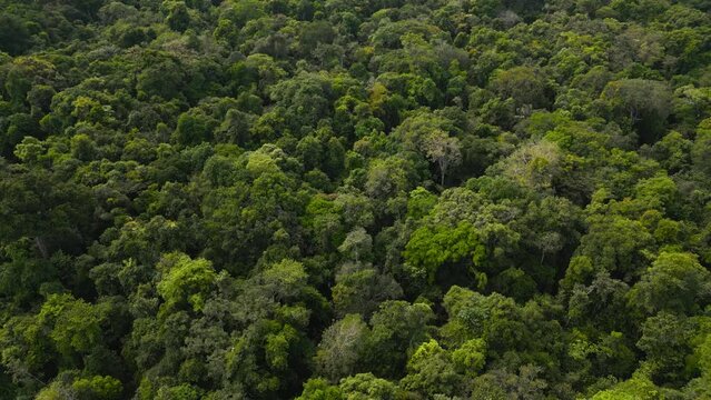The Amazonian forests of Loreto in Peru, have a lot of vegetation and in many cases are not flooded by rivers, igapos or varzea are common terms for these floodable forests in the Peruvian Amazon