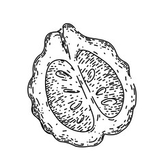 bergamot food fruit natural hand drawn. citrus healthy, ingredient organic, green tropical, aroma fresh, herb lime bergamot food fruit natural vector sketch. isolated black illustration