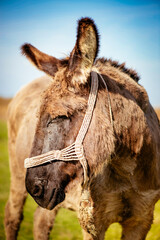 Donkey On The Farm