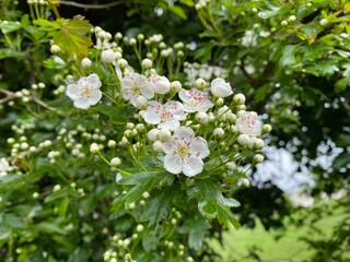 White Oneseed Hawthorn flowers.