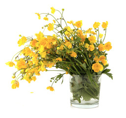 Bouquet of yellow anemone flowers in vase isolated on white background. Spring flowers Anemonoides ranunculoides.