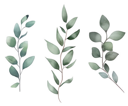 Watercolor floral bouquet branches with green pink blush leaves, for wedding invitations, greetings, wallpapers, eucalyptus, olive green leaves