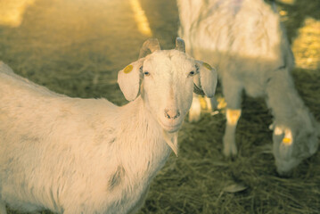 Goat on animal farm.High quality photo.