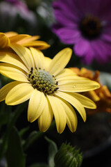 Photo of orange-yellow African daisy