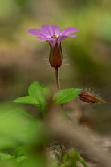 Pink Flower, Geranium Purpureum – Macro Photo 