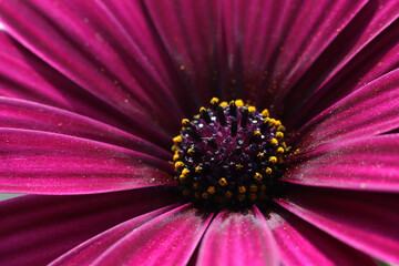 Macro photo in a beautiful shaMacro photo in a beautiful shade of purple African daisyde of purple African daisy