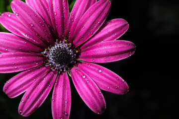 Fototapeta premium Macro photo in a beautiful shade of purple African daisy