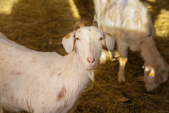 Goat on animal farm.High quality photo.