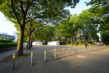 Obraz premium イベント開催日の早朝 代々木公園ケヤキ並木