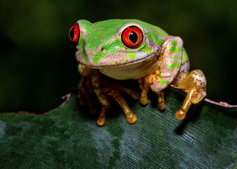 red eyed tree frog