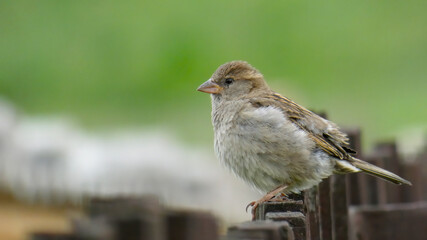 The house sparrow perched on a wooden fence. Old rustic fence. Soft green and white background.