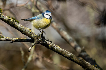 Fototapeta premium blue tit