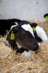   new born  calf in cattle farm