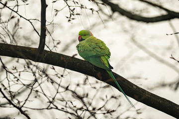green parrot