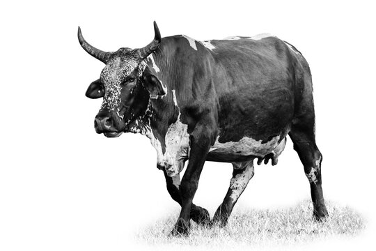 Nguni Cow  monochrome