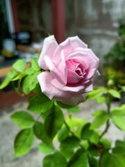 pink rose flower