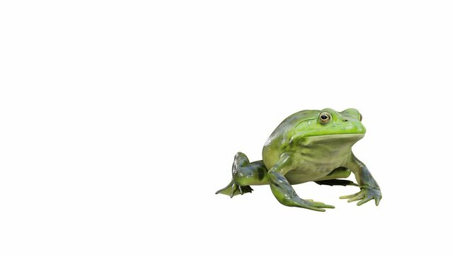 3d animation of American Bullfrog, jumping, Luma Matte included