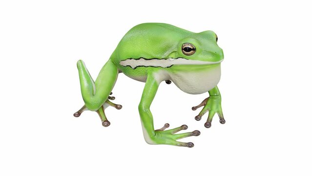 3d animation of American Green Tree Frog, calling, seamless loop, Luma Matte included