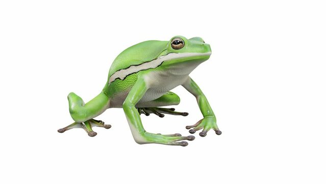 3d animation of American Green Tree Frog, idle, seamless loop, Luma Matte included