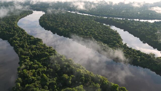 The Amazonian forests of Loreto in Peru, have a lot of vegetation and in many cases are not flooded by rivers, igapos or varzea are common terms for these floodable forests in the Peruvian Amazon