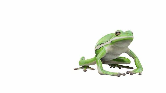 3d animation of American Green Tree Frog, jumping, Luma Matte included