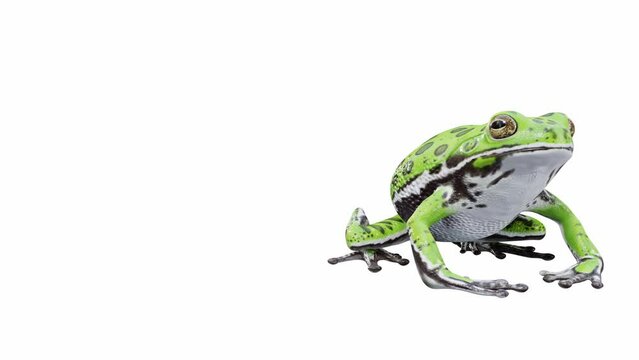 3d animation of Barking Tree Frog, jumping, Luma Matte included