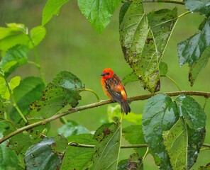 Red bird perching on branch of Blackberry tree during rain