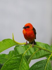 Vibrant red color bird perching on tree in gloomy weather 