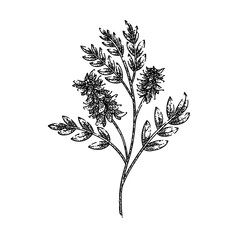 licorice plant herb hand drawn. liquorice aromatic, food health, al natural, string ayurveda, ayurvedic beneficial licorice plant herb vector sketch. isolated black illustration