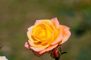 Zakir Hussain Rose Garden Chandigarh 
