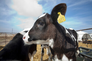   new born  calf in cattle farm - obrazy, fototapety, plakaty