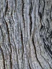 Nahaufnahme der Struktur von altem, morschen Holz als Hintergrund