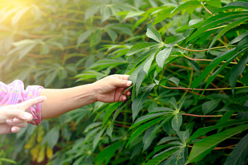 Fototapeta na wymiar Agriculture is touching cassava in the garden, a plant in Thailand. in the garden with sunlight