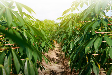Cassava garden in the field behind the hill with sunset light