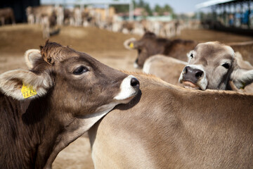 industrial livestock. brown cows in cattle farm