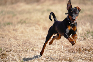 Miniature Pinscher dog running autumn jump