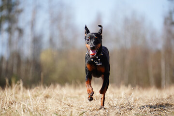 Miniature Pinscher dog running autumn jump